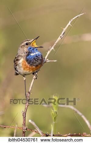 Bluethroat (Luscinia svecica) singing, courtship display, male, North Holland, Netherlands View Large Photo Image Stock Image - Bluethroat (Luscinia svecica) singing, courtship display, male, North Holland, Netherlands. Fotosearch