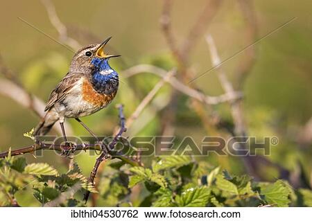 Bluethroat (Luscinia svecica) singing, courtship display, male, North Holland, Netherlands View Large Photo Image Stock Image - Bluethroat (Luscinia svecica) singing, courtship display, male, North Holland, Netherlands. Fotosearch