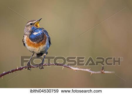 Bluethroat (Luscinia svecica) singing, courtship display, male, North Holland, Netherlands View Large Photo Image Stock Photo - Bluethroat (Luscinia svecica) singing, courtship display, male, North Holland, Netherlands. Fotosearch
