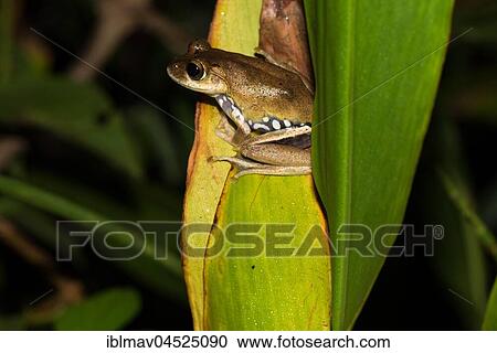 Boophis idae on one leaf, Anja Community Reserve, Madagascar, Africa View Large Photo Image Stock Image - Boophis idae on one leaf, Anja Community Reserve, Madagascar, Africa. Fotosearch
