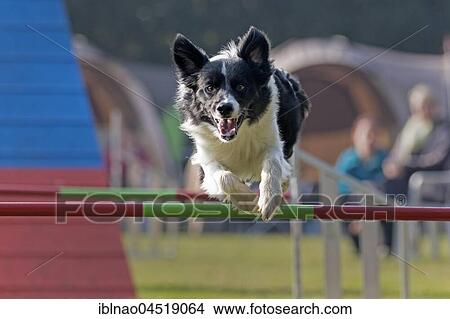 Border Collie jumping over bar at Agility Tournament, Germany, Europe View Large Photo Image Picture - Border Collie jumping over bar at Agility Tournament, Germany, Europe. Fotosearch