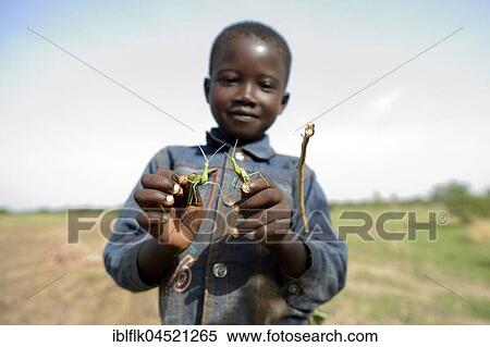 Stock Photography - Boy, 7 years, with two mantises, Gomponsom, Passoré Province, Northern Region, Burkina Faso, Africa. Fotosearch