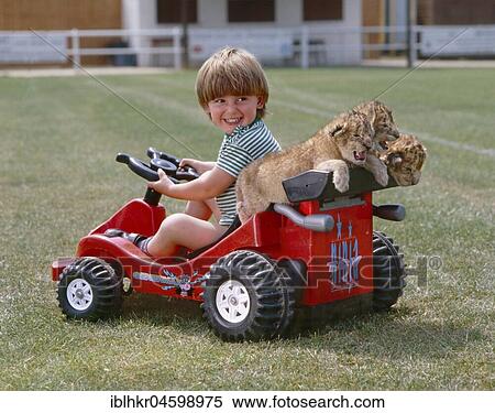 Boy with three young lions, England, Great Britain View Large Photo Image Stock Photography - Boy with three young lions, England, Great Britain. Fotosearch