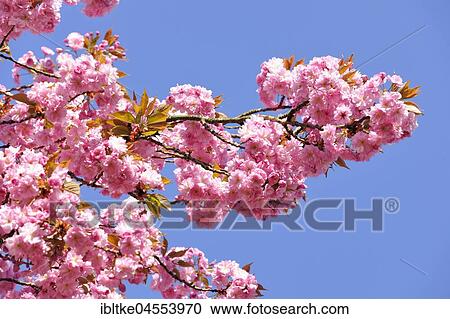 Branch, Prunus serrulata (Prunus serrulata), Baden-Württemberg Germany View Large Photo Image Stock Image - Branch, Prunus serrulata (Prunus serrulata), Baden-Württemberg Germany. Fotosearch