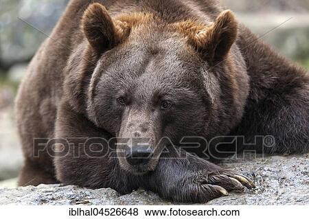 Brown bear (Ursus arctos), captive, Baden-Württemberg, Germany, Europe View Large Photo Image Stock Photo - Brown bear (Ursus arctos), captive, Baden-Württemberg, Germany, Europe. Fotosearch