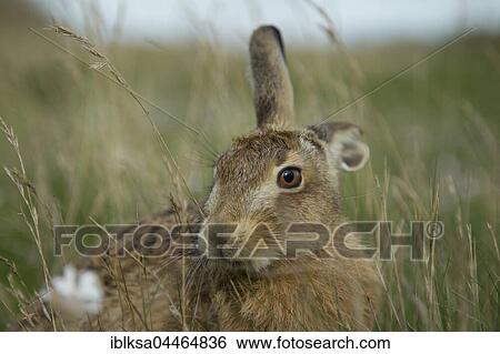 Stock Photograph - Brown hare (Lepus europaeus), in a field, Suffolk, England, United Kingdom, Europe. Fotosearch