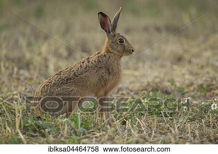 Stock Photo - Brown hare (Lepus europaeus) in stubble field, Suffolk, England, United Kingdom, Europe. Fotosearch