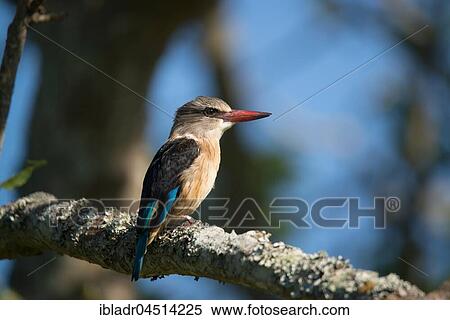 Brown-hooded kingfisher (Halcyon albiventris) sits on branch, Eastern Cape, South Africa, Africa View Large Photo Image Stock Photography - Brown-hooded kingfisher (Halcyon albiventris) sits on branch, Eastern Cape, South Africa, Africa. Fotosearch