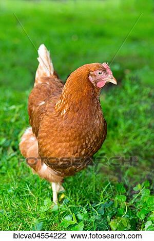 Brown hybrid hen (Gallus gallus domesticus) walking in a meadow, happy chicken in species-appropriate free-range husbandry, Germany, Europe View Large Photo Image Stock Image - Brown hybrid hen (Gallus gallus domesticus) walking in a meadow, happy chicken in species-appropriate free-range husbandry, Germany, Europe. Fotosearch