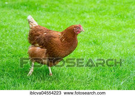 Brown hybrid hen (Gallus gallus domesticus) walking in a meadow, happy chicken in species-appropriate free-range husbandry, Germany, Europe View Large Photo Image Stock Image - Brown hybrid hen (Gallus gallus domesticus) walking in a meadow, happy chicken in species-appropriate free-range husbandry, Germany, Europe. Fotosearch
