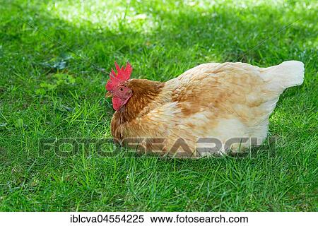 Brown hybrid hen (Gallus gallus domesticus) sitting in a meadow, happy chicken in species-appropriate free-range husbandry, Germany, Europe View Large Photo Image Stock Photography - Brown hybrid hen (Gallus gallus domesticus) sitting in a meadow, happy chicken in species-appropriate free-range husbandry, Germany, Europe. Fotosearch