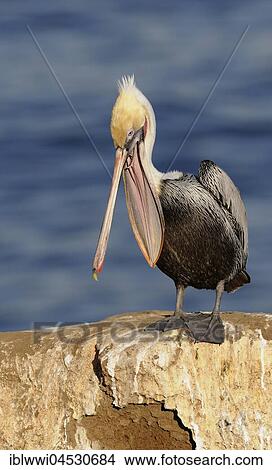 Picture - Brown Pelican (Pelecanus occidentalis), on rock by the water, California, USA, North America. Fotosearch