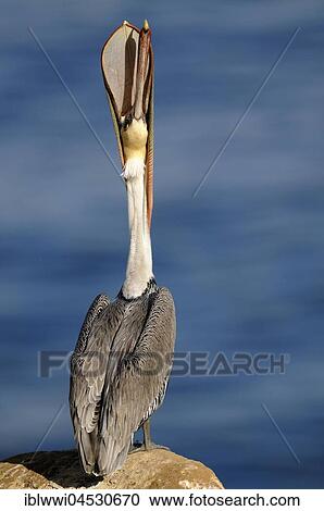 Brown Pelican (Pelecanus occidentalis), on rock by the water, outstretched neck, California, USA, North America View Large Photo Image Stock Image - Brown Pelican (Pelecanus occidentalis), on rock by the water, outstretched neck, California, USA, North America. Fotosearch