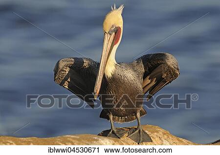 Stock Image - Brown Pelican (Pelecanus occidentalis), on rock by the water, spreaded wings, California, USA, North America. Fotosearch