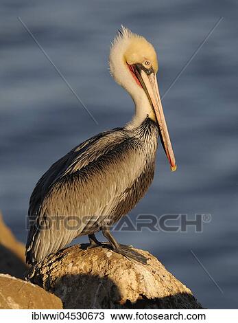 Stock Image - Brown Pelican (Pelecanus occidentalis), on rock by the water, California, USA, North America. Fotosearch