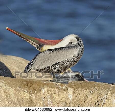 Brown Pelican (Pelecanus occidentalis), on rock by the water, California, USA, North America View Large Photo Image Stock Image - Brown Pelican (Pelecanus occidentalis), on rock by the water, California, USA, North America. Fotosearch