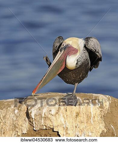 Stock Image - Brown Pelican (Pelecanus occidentalis), on rock by the water, scratching, California, USA, North America. Fotosearch