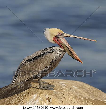 Stock Image - Brown Pelican (Pelecanus occidentalis), on rock by the water, California, USA, North America. Fotosearch
