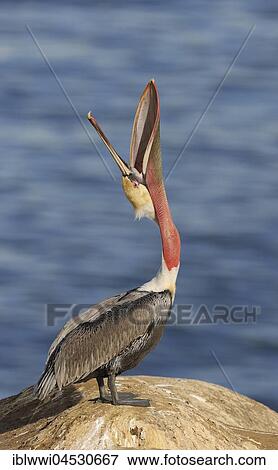 Brown Pelican (Pelecanus occidentalis), on rock by the water, outstretched neck, California, USA, North America View Large Photo Image Stock Photo - Brown Pelican (Pelecanus occidentalis), on rock by the water, outstretched neck, California, USA, North America. Fotosearch