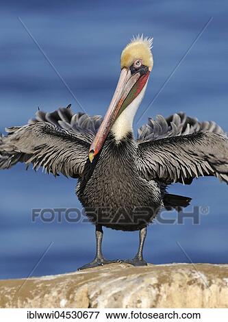 Stock Photo - Brown Pelican (Pelecanus occidentalis), on rock by the water, spreaded wings, California, USA, North America. Fotosearch