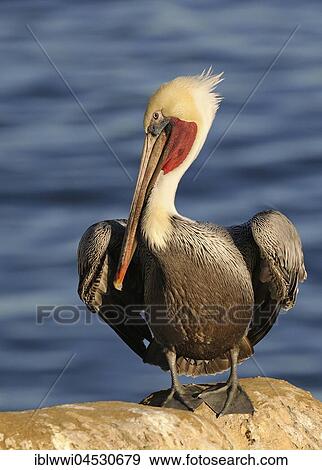 Stock Photo - Brown Pelican (Pelecanus occidentalis), on rock by the water, California, USA, North America. Fotosearch
