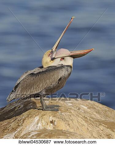 Stock Photo - Brown Pelican (Pelecanus occidentalis), on rock by the water, California, USA, North America. Fotosearch