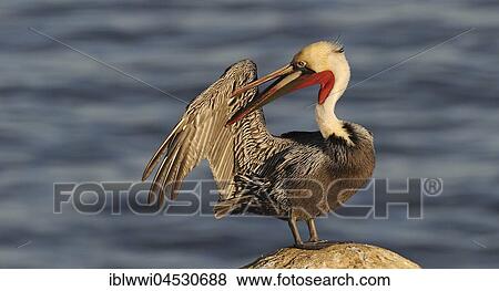 Stock Photo - Brown Pelican (Pelecanus occidentalis), on rock by the water, plumage care, California, USA, North America. Fotosearch