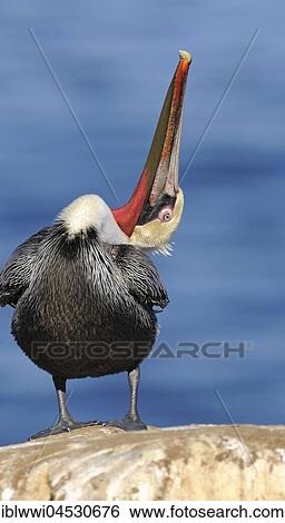 Stock Photograph - Brown Pelican (Pelecanus occidentalis), on rock by the water, California, USA, North America. Fotosearch