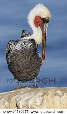Stock Photography - Brown Pelican (Pelecanus occidentalis), on rock by the water, California, USA, North America. Fotosearch