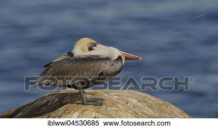 Stock Photography - Brown Pelican (Pelecanus occidentalis), on rock by the water, California, USA, North America. Fotosearch