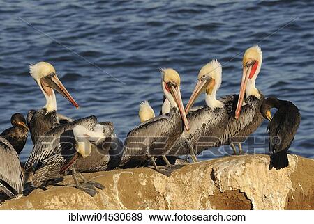 Brown pelicans (Pelecanus occidentalis), sitting on rock by the water, California, USA, North America View Large Photo Image Stock Photo - Brown pelicans (Pelecanus occidentalis), sitting on rock by the water, California, USA, North America. Fotosearch
