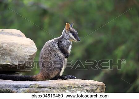 Brush-tailed Rock-wallaby, (Petrogale penicillata), adult, on rocks, New South Wales, Australia, Oceania View Large Photo Image Stock Image - Brush-tailed Rock-wallaby, (Petrogale penicillata), adult, on rocks, New South Wales, Australia, Oceania. Fotosearch