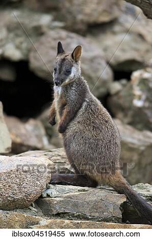 Brush-tailed Rock-wallaby, (Petrogale penicillata), adult, on rocks, New South Wales, Australia, Oceania View Large Photo Image Stock Photography - Brush-tailed Rock-wallaby, (Petrogale penicillata), adult, on rocks, New South Wales, Australia, Oceania. Fotosearch