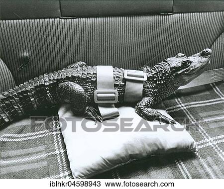Stock Image - Buckled crocodile in the car, England, Great Britain. Fotosearch