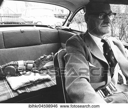 Buckled crocodile in the car, England, Great Britain View Large Photo Image Stock Photograph - Buckled crocodile in the car, England, Great Britain. Fotosearch