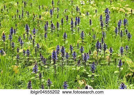 Stock Image - Bugleweed (Ajuga reptans) in a meadow, Germany, Europe. Fotosearch