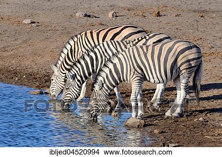 Picture - Burchell's zebras (Equus quagga burchellii), drinking at waterhole, Etosha National Park, Namibia, Africa. Fotosearch