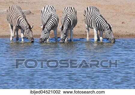 Burchell's zebras (Equus quagga burchellii) drinking at waterhole, Etosha National Park, Namibia, Africa View Large Photo Image Stock Image - Burchell's zebras (Equus quagga burchellii) drinking at waterhole, Etosha National Park, Namibia, Africa. Fotosearch