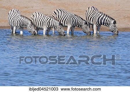 Stock Image - Burchell's zebras (Equus quagga burchellii) drinking at waterhole, Etosha National Park, Namibia, Africa. Fotosearch