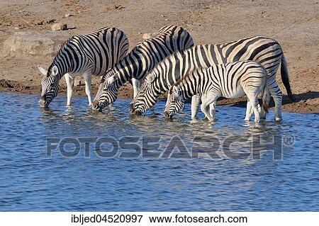 Burchell's zebras (Equus quagga burchellii) with foal drinking at waterhole, Etosha National Park, Namibia, Africa View Large Photo Image Stock Photo - Burchell's zebras (Equus quagga burchellii) with foal drinking at waterhole, Etosha National Park, Namibia, Africa. Fotosearch