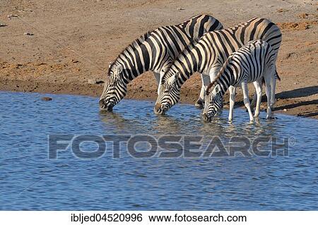 Stock Photograph - Burchell's zebras (Equus quagga burchellii) with foal drinking at waterhole, Etosha National Park, Namibia, Africa. Fotosearch
