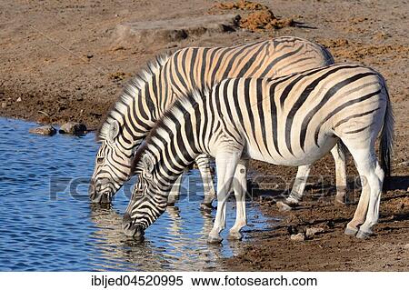 Burchell's zebras (Equus quagga burchellii), drinking at waterhole, Etosha National Park, Namibia, Africa View Large Photo Image Stock Photography - Burchell's zebras (Equus quagga burchellii), drinking at waterhole, Etosha National Park, Namibia, Africa. Fotosearch