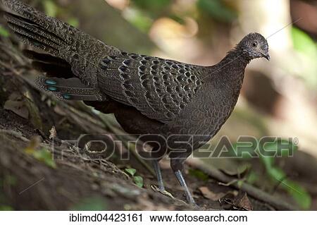 Stock Image - Burmese or grey peacock-pheasant (Polyplectron bicalcaratum), Mae Wong National Park, Kamphaeng Phet Historical Park, Thailand, Asia. Fotosearch