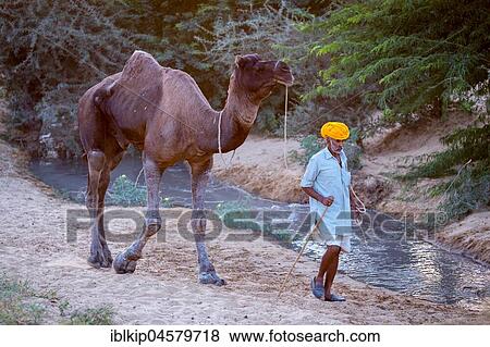 Stock Photo - Camel and a man on the way to Pushkar Mela, camel and cattle market, Pushkar, Rajasthan, India, Asia. Fotosearch