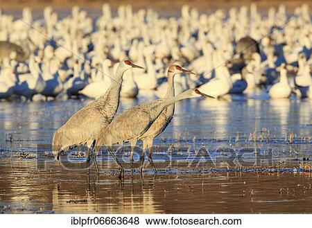 Stock Photo - Canada cranes standing in the water, Bosque del Apache National Wildlife Refuge, New Mexico, USA, North America. Fotosearch