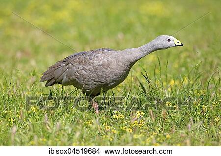 Cape Barren goose (Cereopsis novaehollandiae), adult, standing in a meadow, Mount Lofty, South Australia, Australia, Oceania View Large Photo Image Picture - Cape Barren goose (Cereopsis novaehollandiae), adult, standing in a meadow, Mount Lofty, South Australia, Australia, Oceania. Fotosearch