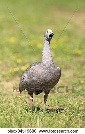 Cape Barren goose (Cereopsis novaehollandiae) adult in a meadow shouting, Mount Lofty, South Australia, Australia, Oceania View Large Photo Image Stock Image - Cape Barren goose (Cereopsis novaehollandiae) adult in a meadow shouting, Mount Lofty, South Australia, Australia, Oceania. Fotosearch