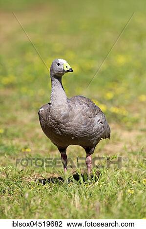 Cape Barren goose (Cereopsis novaehollandiae), adult, standing in a meadow, Mount Lofty, South Australia, Australia, Oceania View Large Photo Image Stock Image - Cape Barren goose (Cereopsis novaehollandiae), adult, standing in a meadow, Mount Lofty, South Australia, Australia, Oceania. Fotosearch
