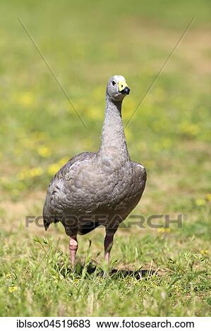 Cape Barren goose (Cereopsis novaehollandiae), adult, standing in a meadow, Mount Lofty, South Australia, Australia, Oceania View Large Photo Image Stock Image - Cape Barren goose (Cereopsis novaehollandiae), adult, standing in a meadow, Mount Lofty, South Australia, Australia, Oceania. Fotosearch