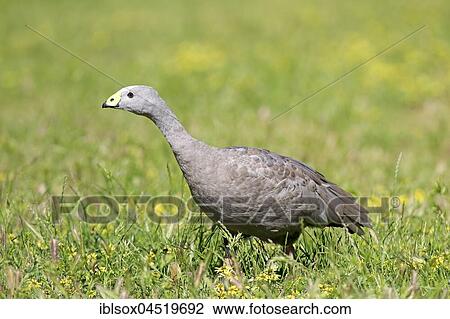 Cape Barren goose (Cereopsis novaehollandiae), adult, standing in a meadow, Mount Lofty, South Australia, Australia, Oceania View Large Photo Image Stock Image - Cape Barren goose (Cereopsis novaehollandiae), adult, standing in a meadow, Mount Lofty, South Australia, Australia, Oceania. Fotosearch